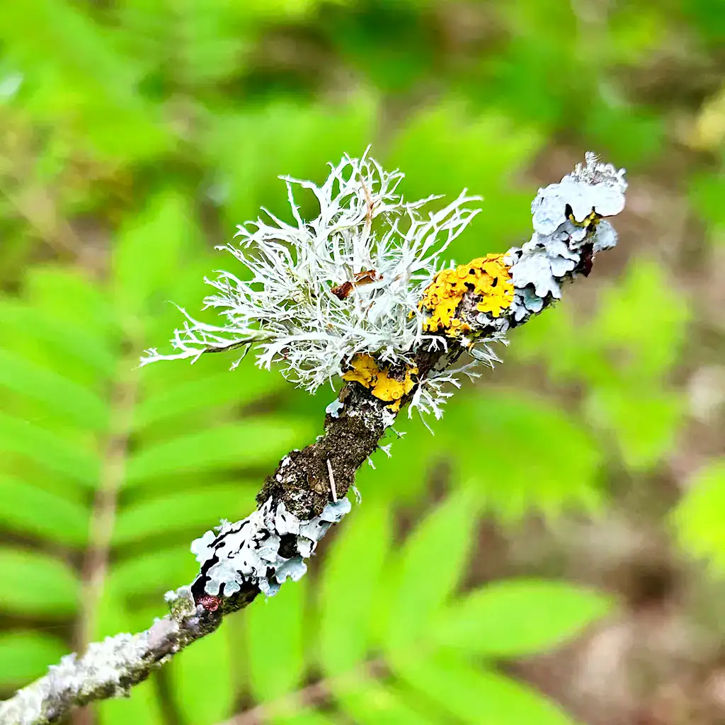 Lichen in Scottish Highlands.